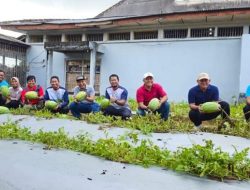 Buah Manis Pembinaan Semangka Kebanggaan Lapas Pangkalpinang Panen Raya