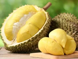 Kandungan Nutrisi Durian Yang Luar Biasa Dari Sumber Energi Hingga Penangkal Penuaan